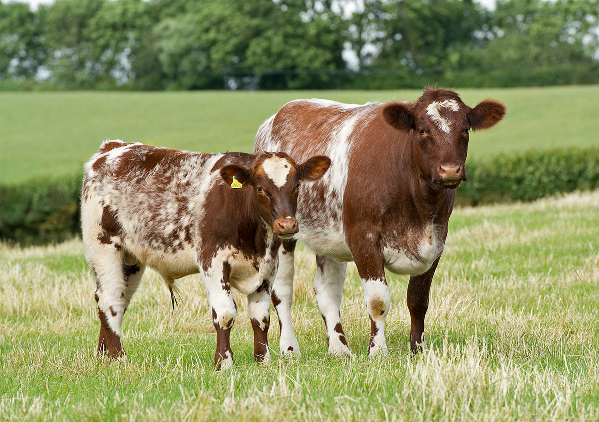 Specialist Breed Shorthorn Cattle Embyros and Genetics